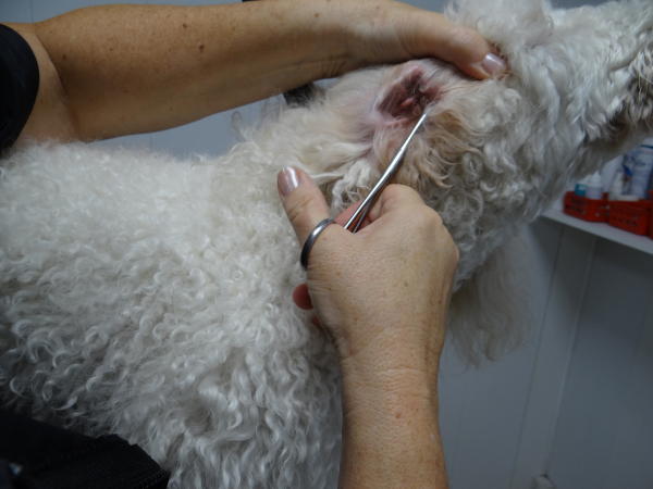 Photo de l'étape d'Epilation des oreilles