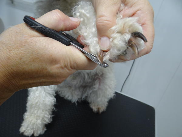 Photo de l'étape de la Coupe des ongles