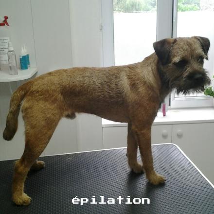 Photo d'un Border Terrier