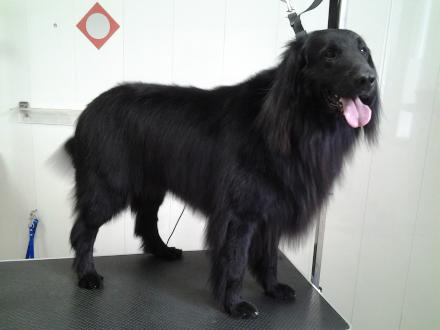 Photo d'un Flat Coated Retriever