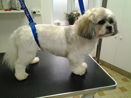 Photo d'un Lhassa Apso