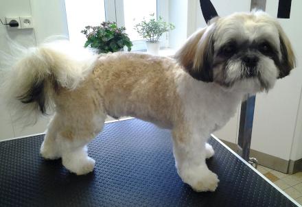 Photo d'un Shih Tzu